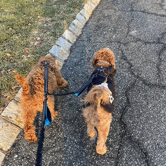 Double-laisse-pour-chien-adapter-tous-chien