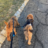 Double-laisse-pour-chien-adapter-tous-chien