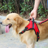 Harnais-pour-chien-poigner-airgonomique