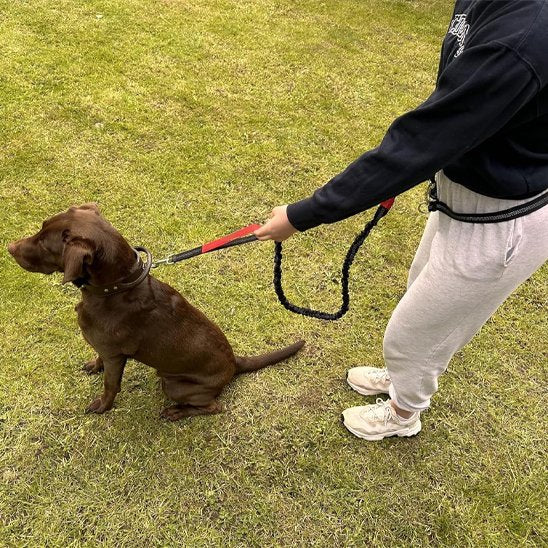 Laisse-canicross-libre-mouvement