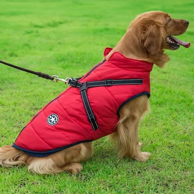 Manteau-Chien-impermeable