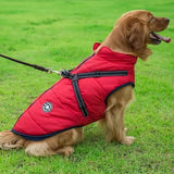 Manteau-Chien-impermeable