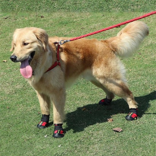 chaussure-chien-adapter-tous-terains