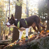 chaussure-chien-technologie-antie-derapan