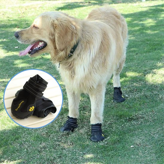 chaussure-chien-tissue-respirant