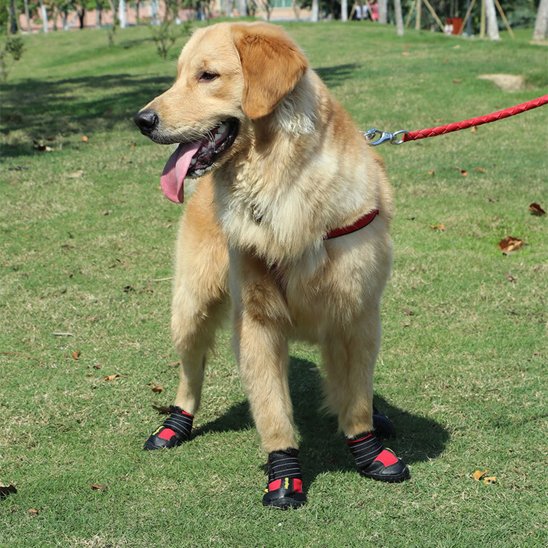 chaussure-chien-ultra-confortable