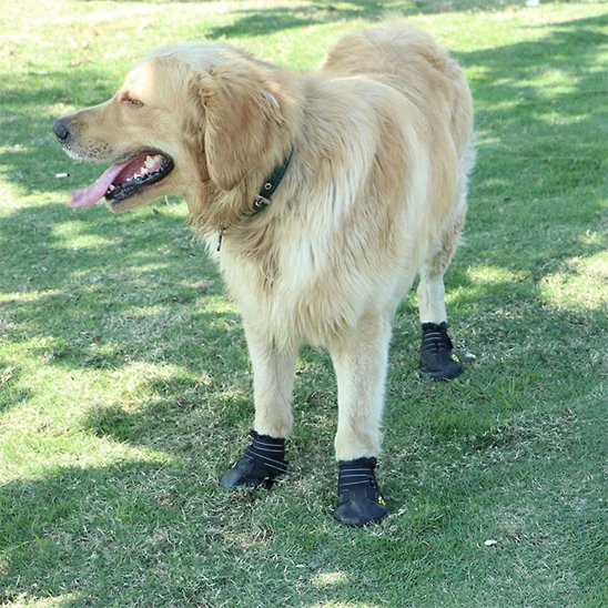 chaussure-chien-ultra-doux