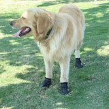 chaussure-chien-ultra-doux