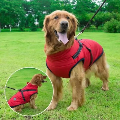 manteau-Chien-rouge-jardin