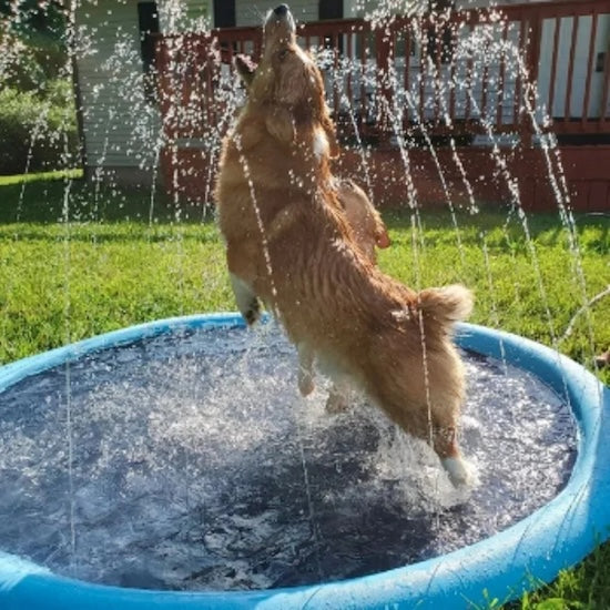 piscine-pour-chien-amuser