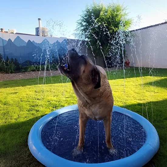 piscine-pour-chien-boie