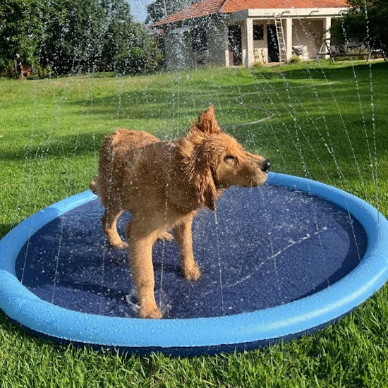 piscine-pour-chien-joue