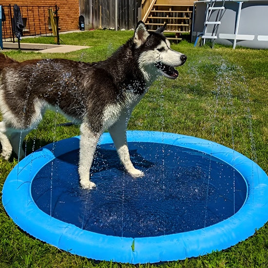 piscine-pour-chien-rentrepiscine1