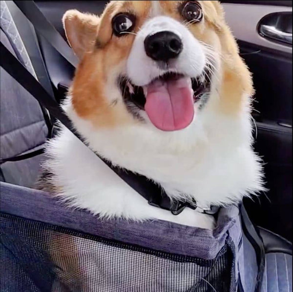 siege-auto-chien-confort