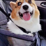 siege-auto-chien-confort